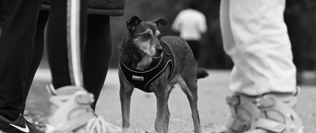 Monty, Match a Property